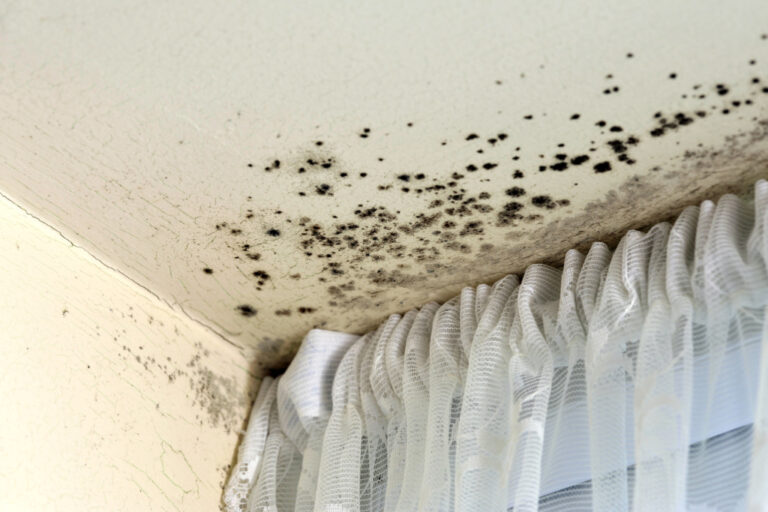 black mould on ceiling near window and net curtains